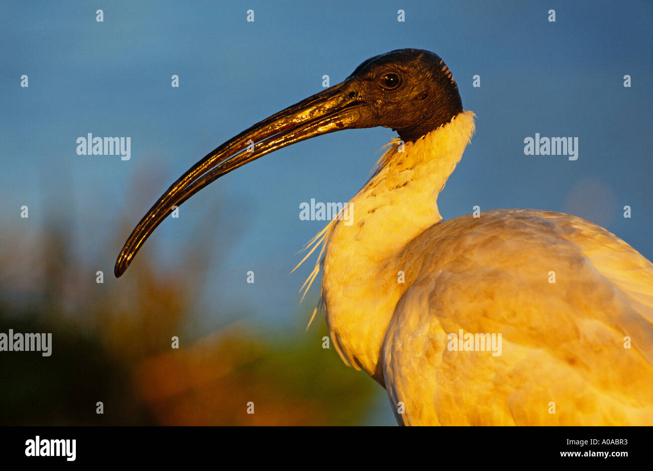 Australische weißer Ibis (Threskiornis Molukken) Australien Stockfoto