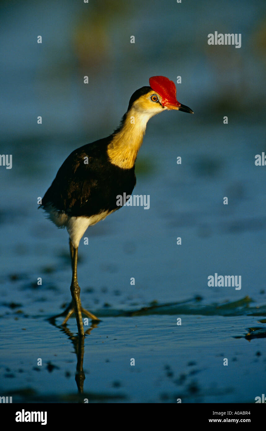 Kamm crested Blatthühnchen (Irediparra Gallinacea) Australien Stockfoto