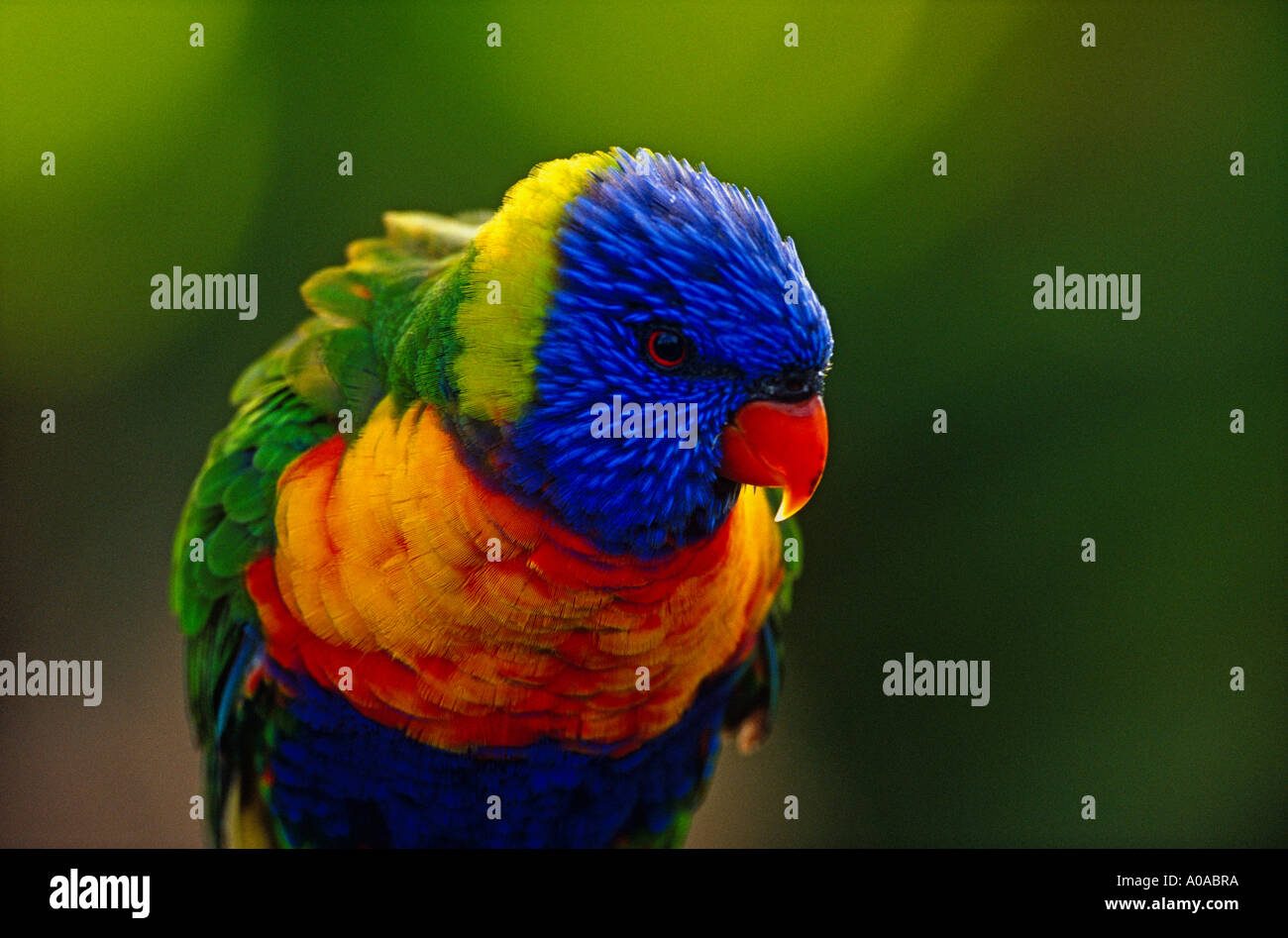 Regenbogen Lorikeet (Trichoglossus Haematodus) Stockfoto