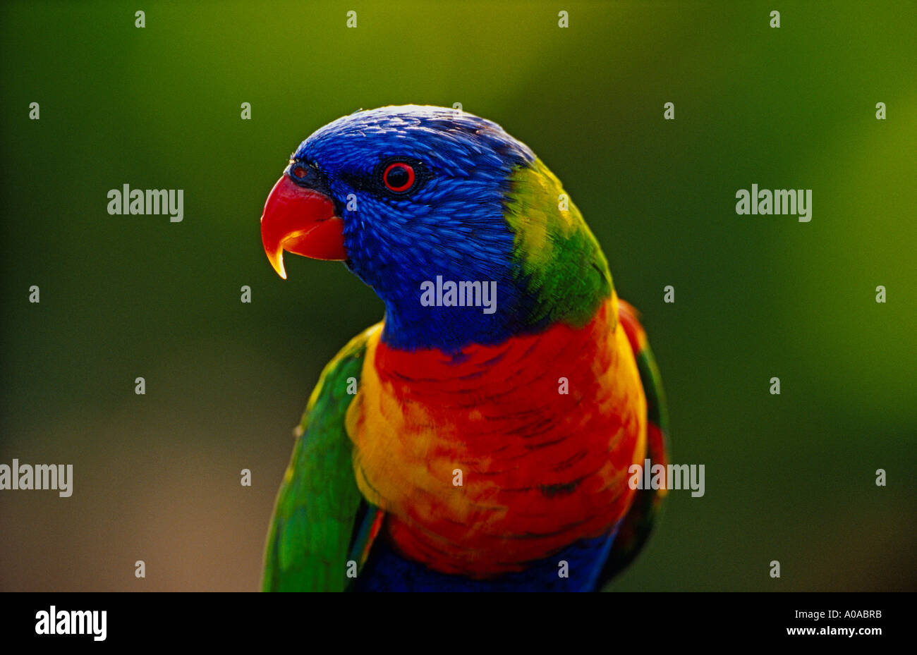 Regenbogen Lorikeet (Trichoglossus Haematodus) Stockfoto