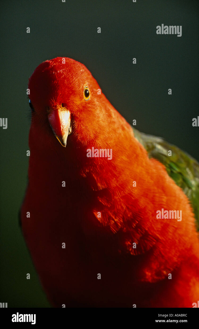 Männliche Australian King Parrot (Alisterus Scapularis) Stockfoto