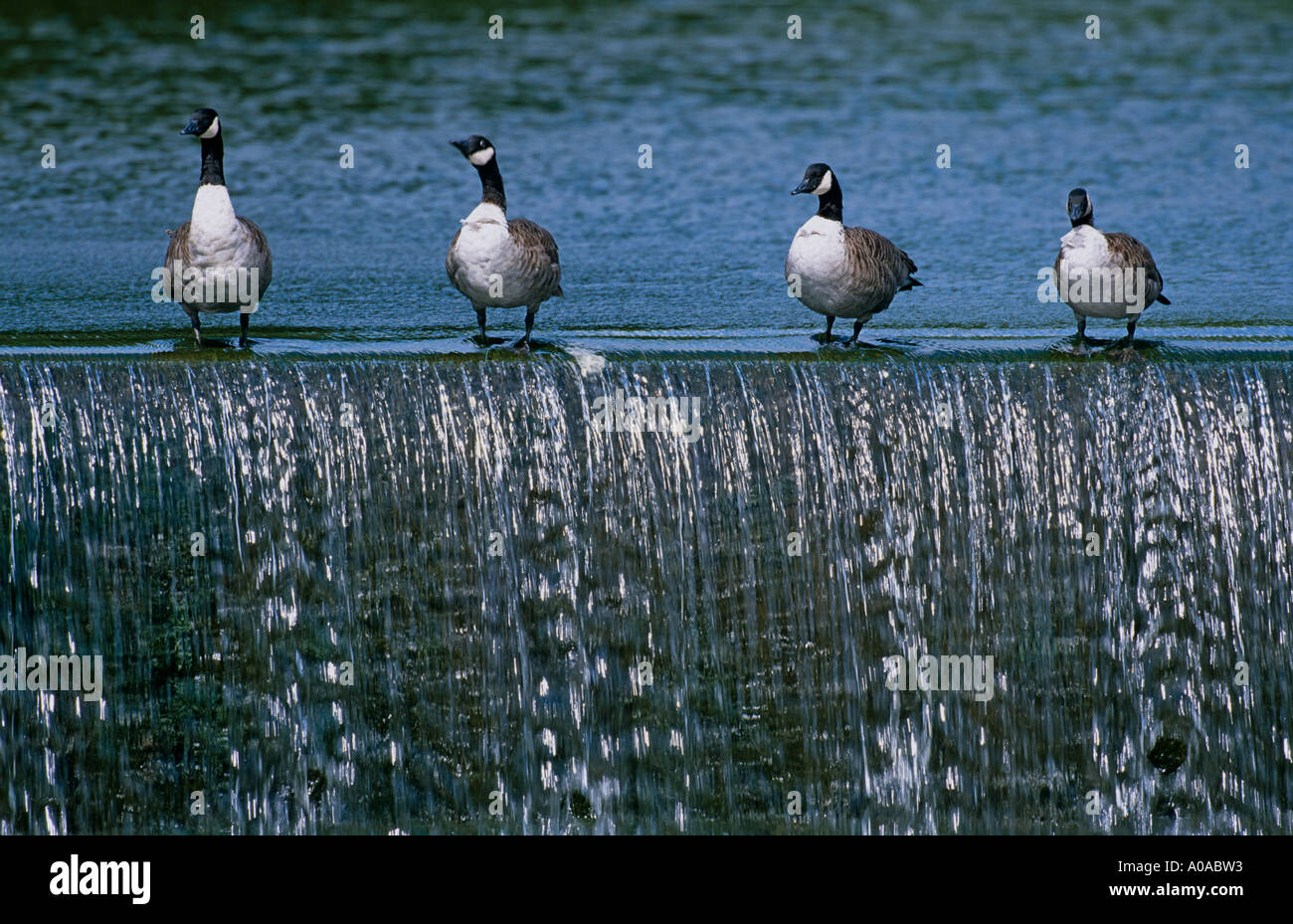 Vier Erwachsene kanadische Gänse (Branta Canadensis) auf Weir, River Dervwent Belper, Derbyshire, UK Stockfoto Vier Erwachsene kanadische Gänse (Branta Canadensis) auf Weir, River Dervwent Belper, Derbyshire, UK Stockfoto