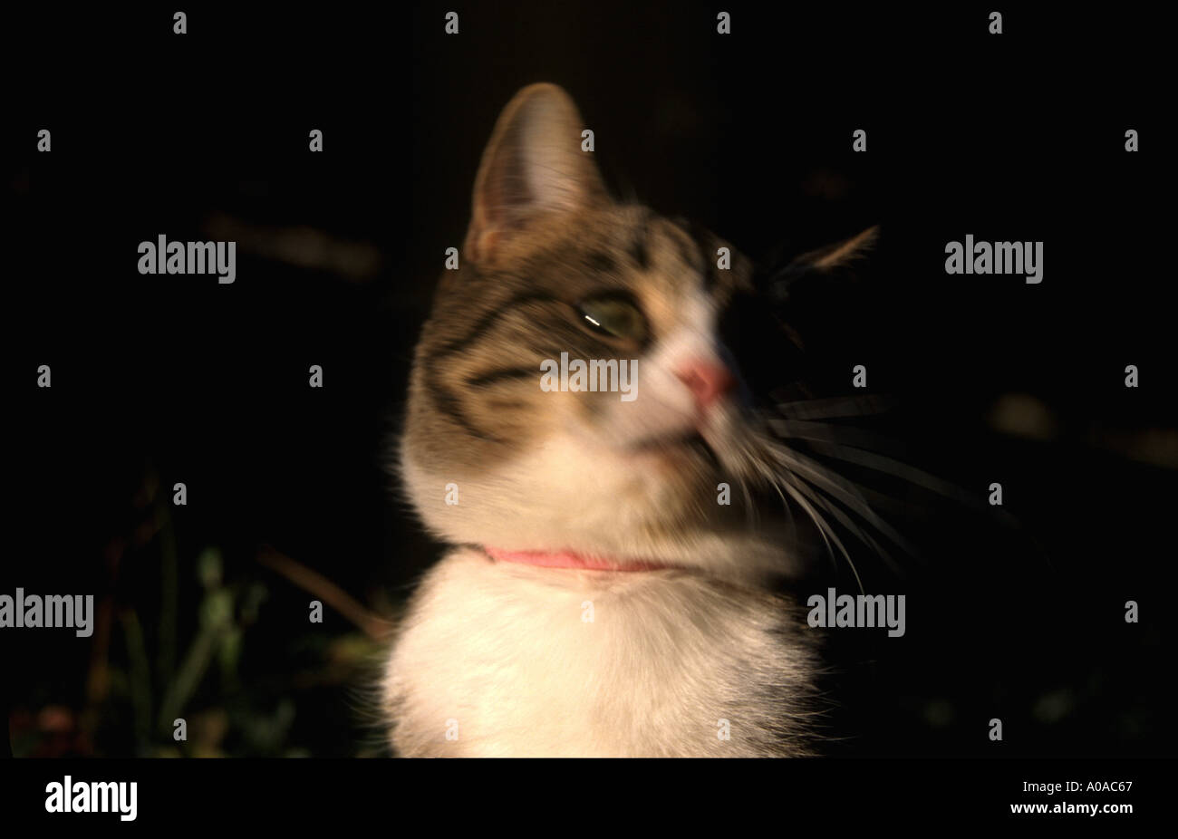 Tabby Katze Südfrankreich Stockfoto