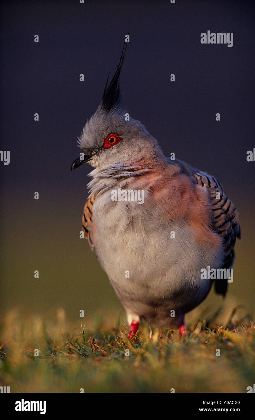 Crested Taube (Geophaps Lophotes), Australien Stockfoto