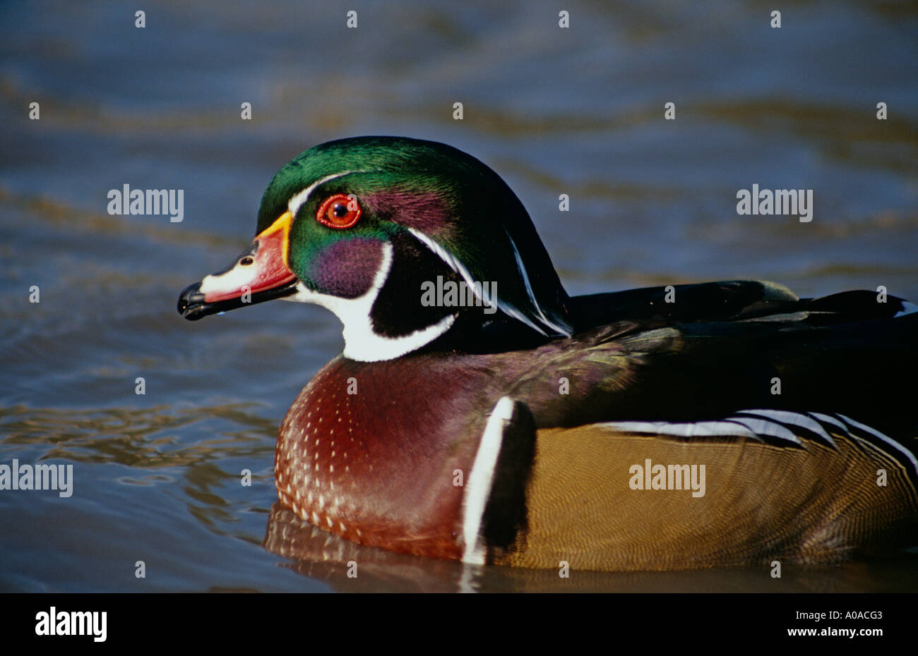Männlichen amerikanischen Brautente (Aix Sponsa) Stockfoto