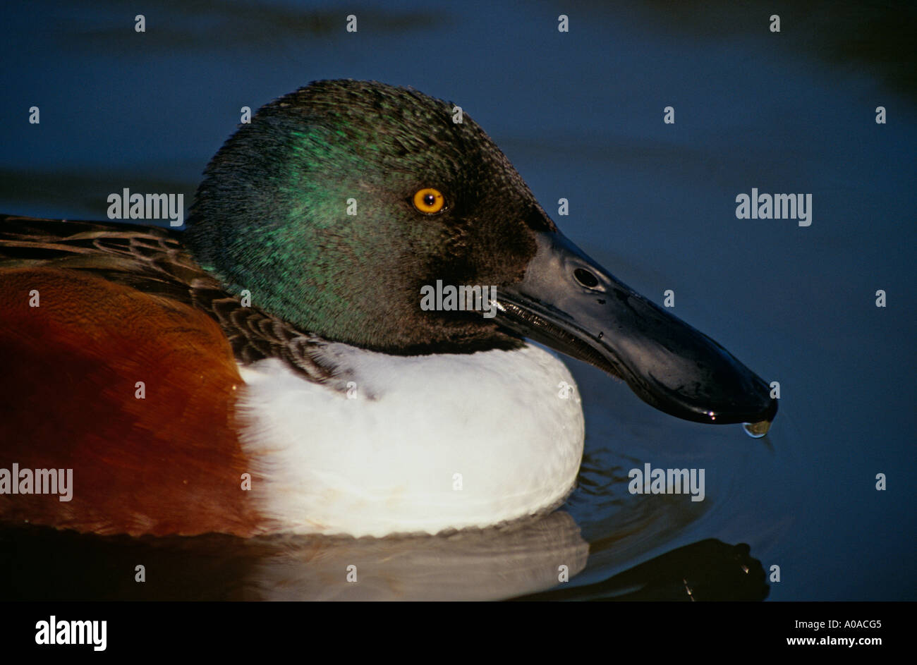 Nördliche Schauﬂer (Anas Clypeata), UK Stockfoto