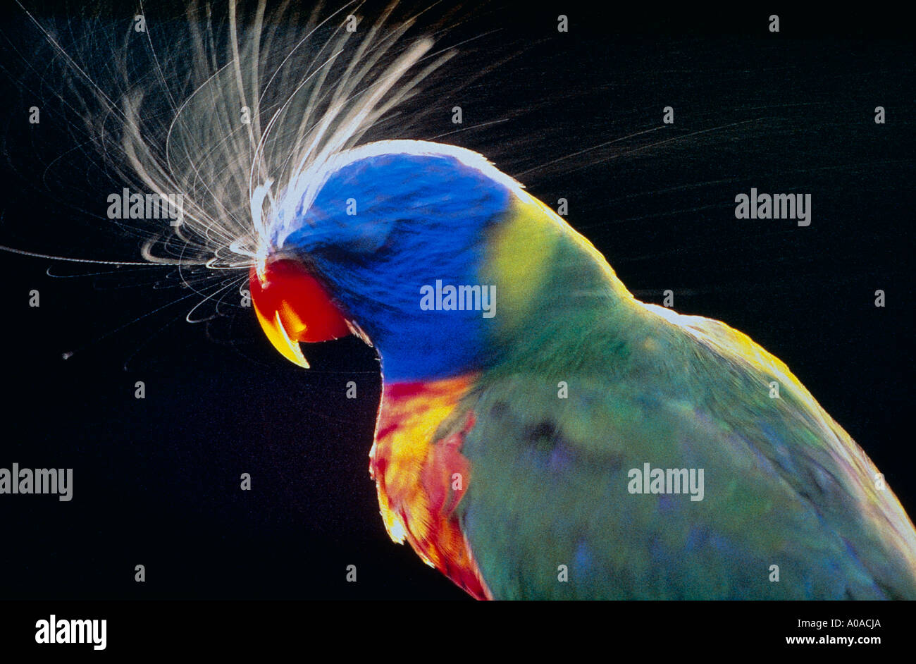 Regenbogen Lorikeet (Trichoglossus Haemotodus Moluccanus) Niesen, Australien Stockfoto