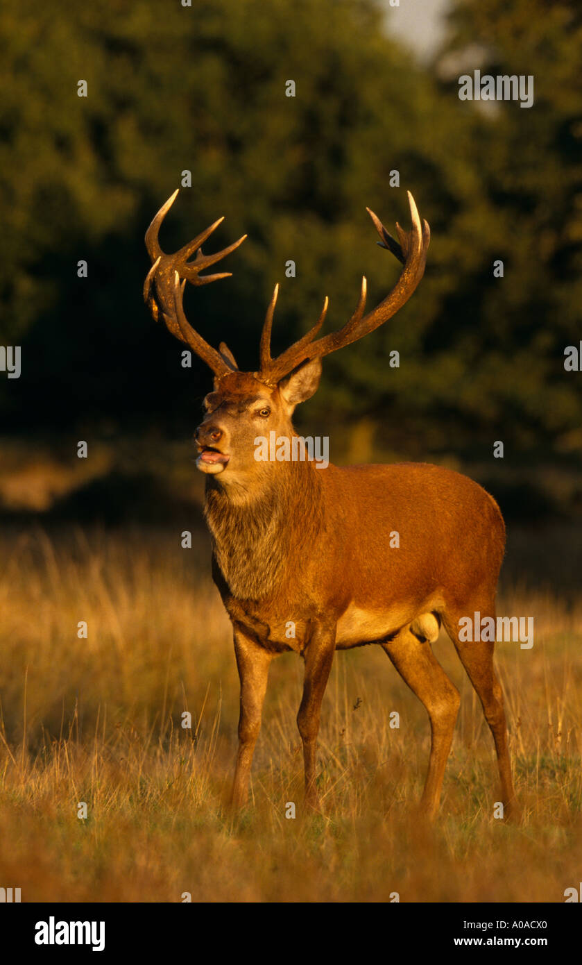 Rotwild-Hirsch (Cervus Elaphus), Herbst, UK Stockfoto