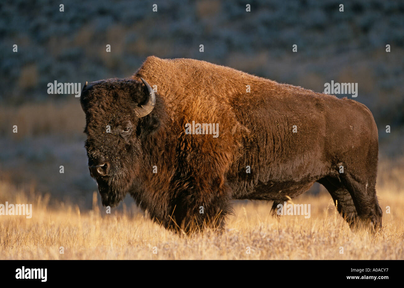 Männlichen Bisons (Bison Bison), Yellowstone-Nationalpark, Wyoming Stockfoto