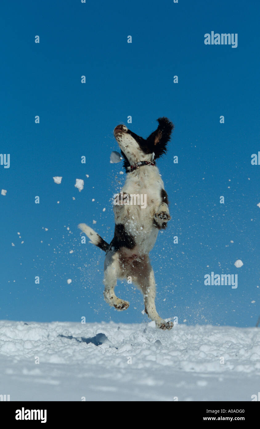 Welpe (4 Monate) Springer Spaniel springen in der Luft, Schnee, Schottland zu fangen Stockfoto