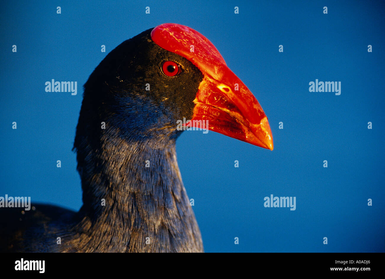 Lila Swaniphen (Poryphyrio Porphyrio), Australien Stockfoto