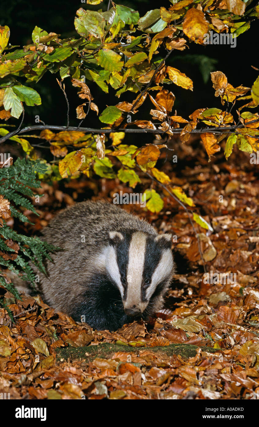 Dachse (Meles Meles) auf Nahrungssuche in Buchenholz im Herbst, UK Stockfoto