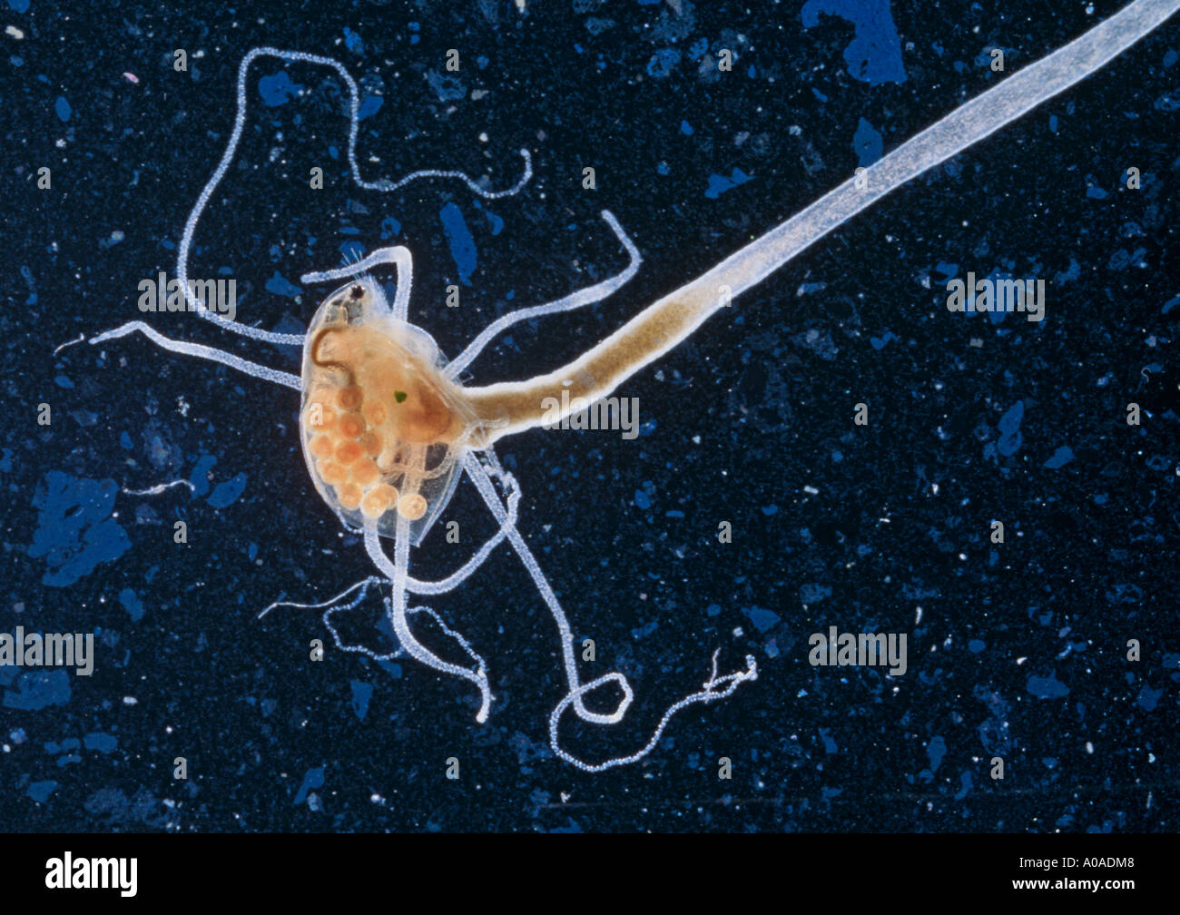Hydra (Hydra Attenuata) ernähren sich von Wasserfloh (Daphnia Pulex) Stockfoto
