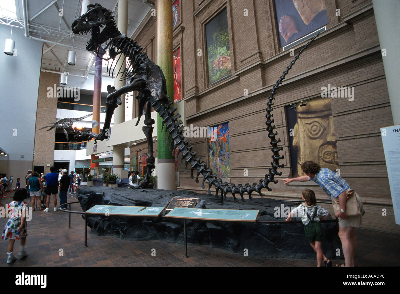 Denver Colorado Vater Kind Ansicht Tyrannosaurus Rex Dinosaurier Skelett Replica Museum Of Natural History Stockfoto