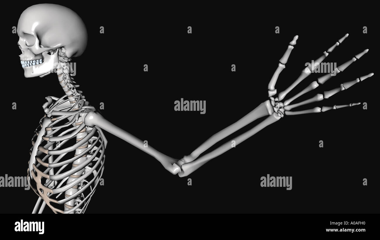 Anschauliches Diagramm Skelett Arm Und Hand Ausgestreckt Stockfotografie Alamy