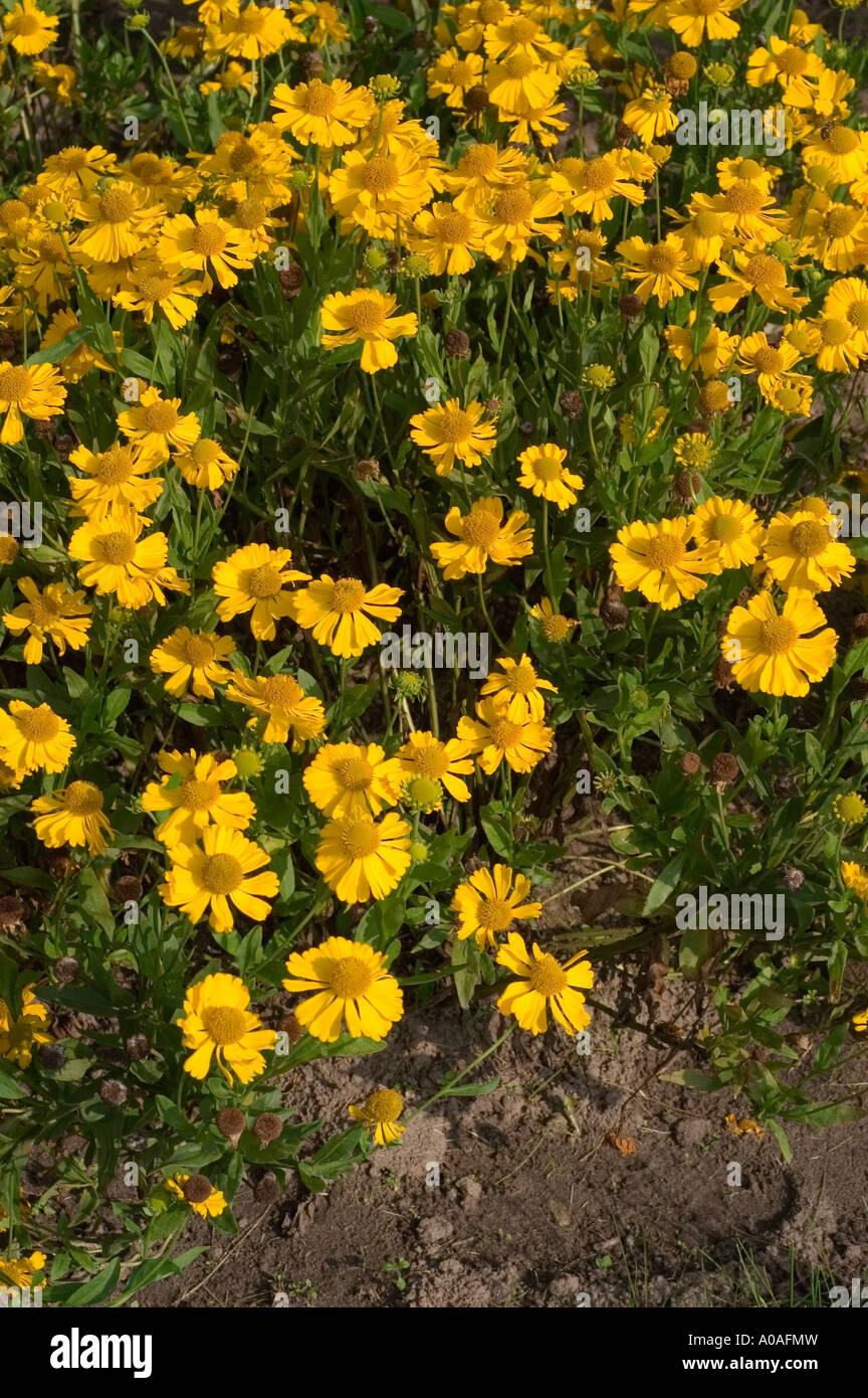 Viele gelbe Herbstblumen der Sneezeweed Asteraceae Helenium autumnale var Pumilum Magnificum blühen in einem Garten. Stockfoto