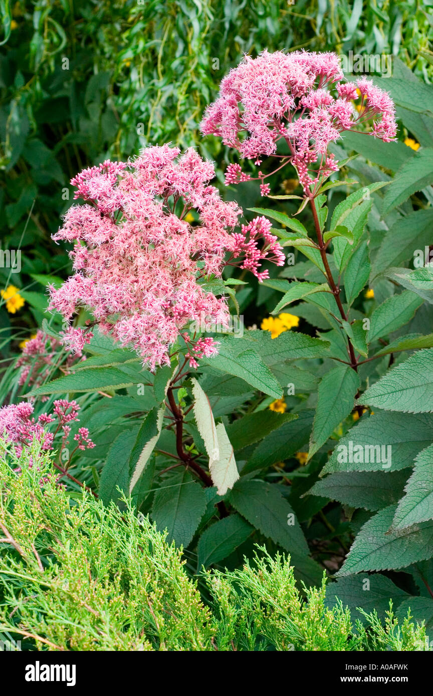 Rosa Blüten des gefleckten Joe Pye Unkraut oder Joepyeweed Asteraceae Eupatorium Maculatum Var Atropurpureum Stockfoto