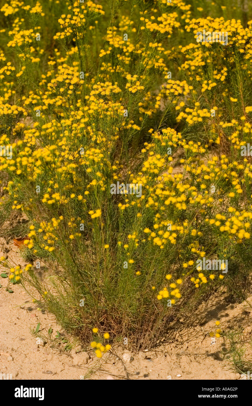 Gelben Blüten der Goldilocks Aster Linosyris Asteraceae Linosyris vulgaris Stockfoto