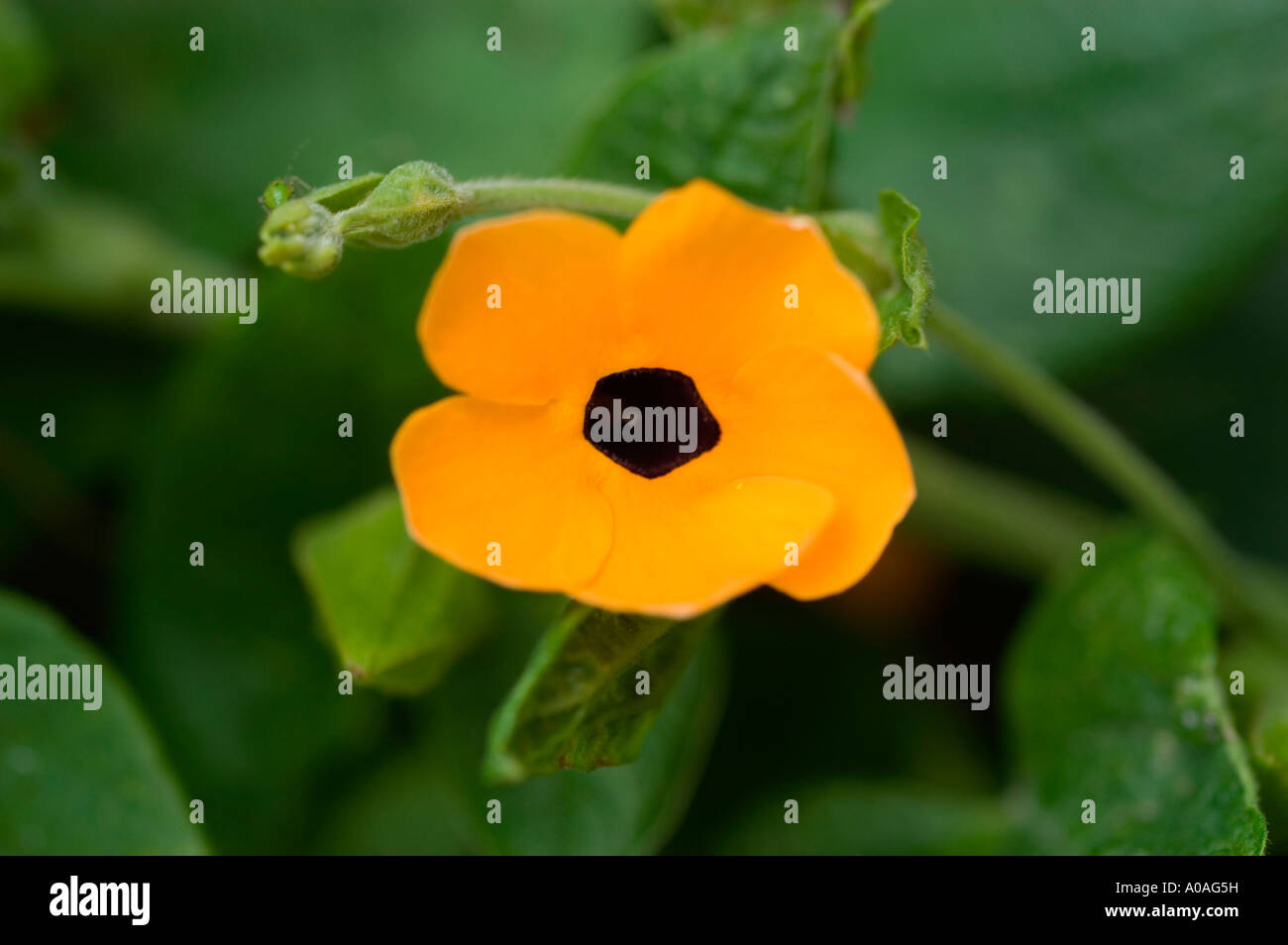 schwarze gelbe Blüten nah Rebe Blackeyed Susan Weinstock oder Uhr Acanthaceae Thunbergia Alata tropische afrikanische Länder Stockfoto