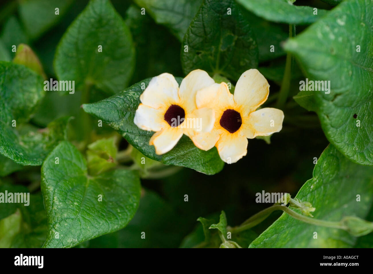 schwarze gelbe Blüten nah Rebe Blackeyed Susan Weinstock oder Uhr Acanthaceae Thunbergia Alata tropische afrikanische Länder Stockfoto