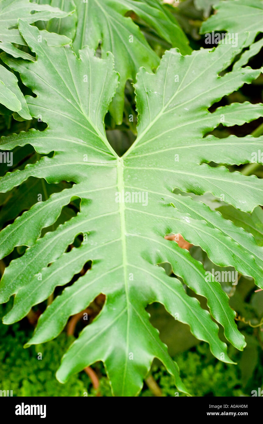Große Blätter des Philodendron Aronstabgewächse Philodendron Selloum