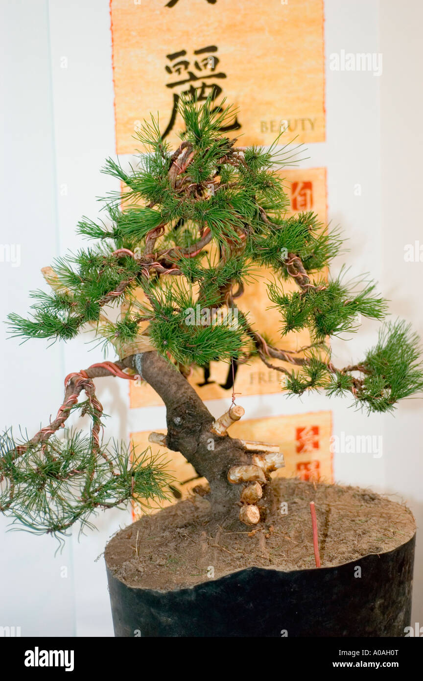 japanese maple bonsai tree for sale 22 Year Old Japanese Maple Specimen Bonsai Tree main image 1