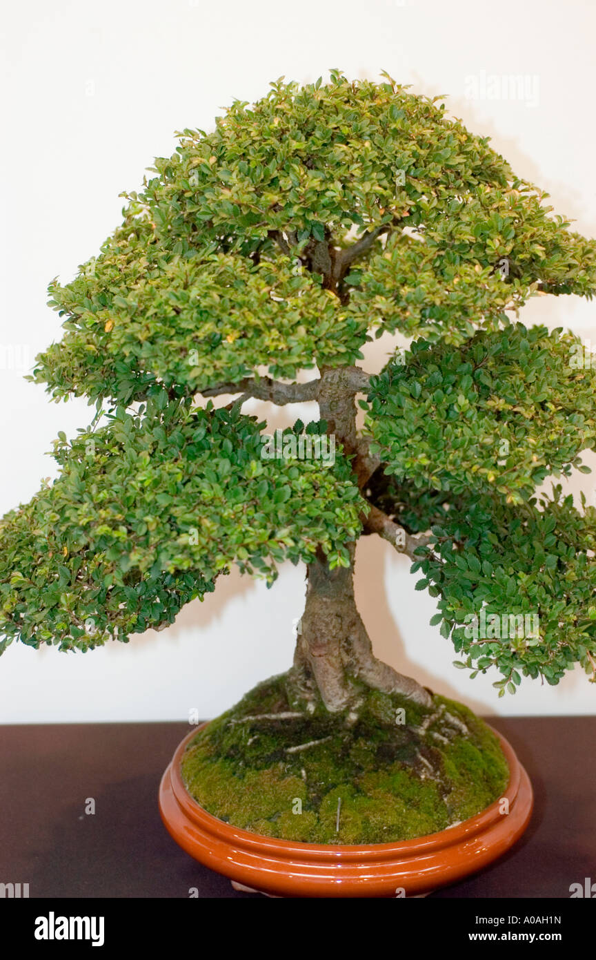 Zwergbonsai-Baum von Ulmus parvifolia in einem Keramiktopf mit moosigem  Boden, isoliert auf weiem Hintergrund Stockfotografie - Alamy