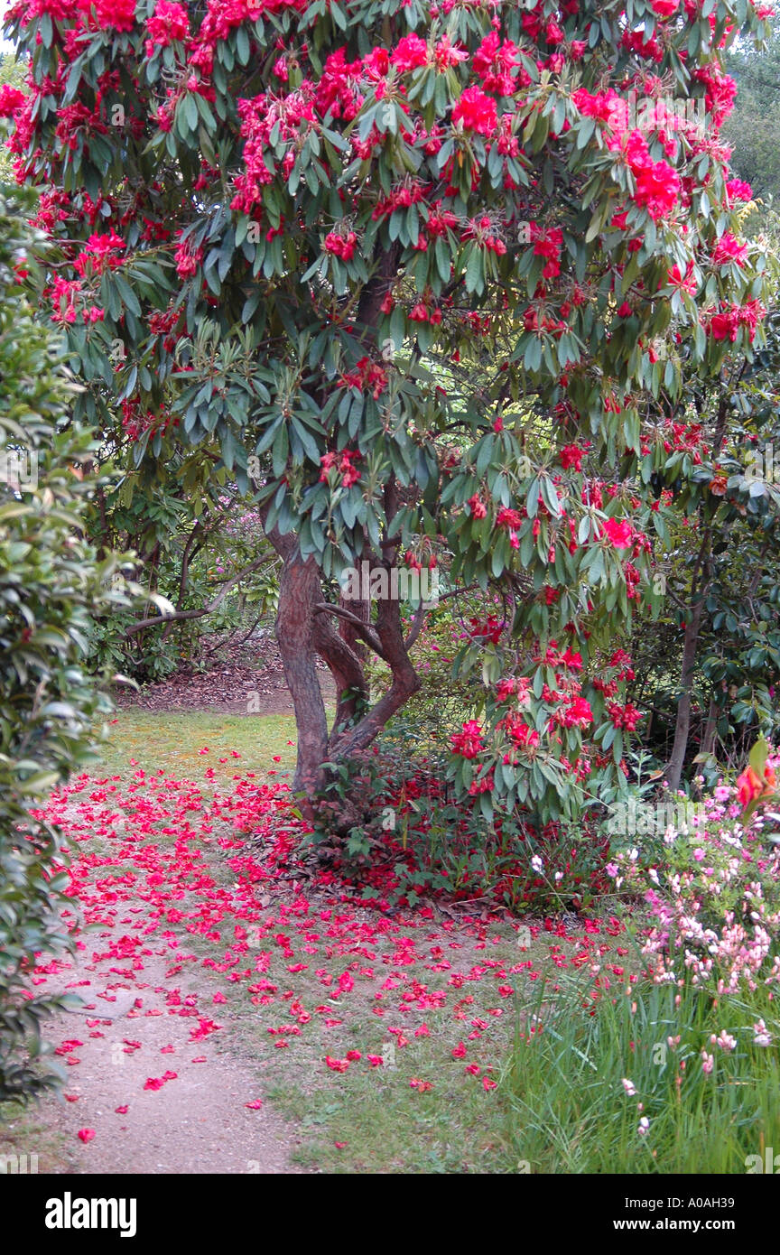 Baum verliert seine schönen leuchtend roten Blüten, hell, Victoria, Australien Stockfoto