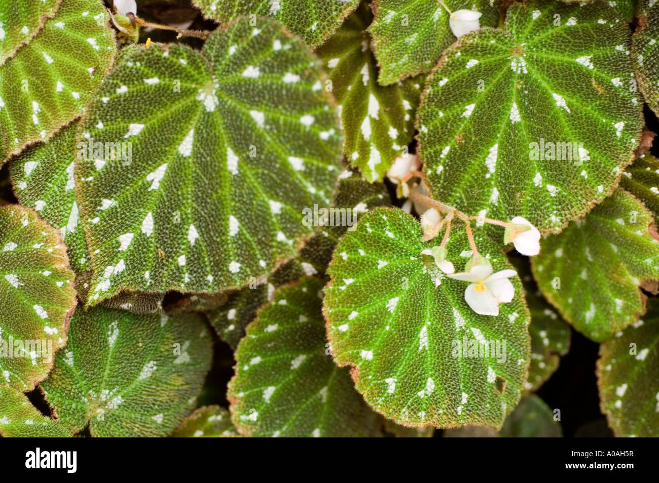 Gefleckte bltter zimmerpflanze -Fotos und -Bildmaterial in hoher Auflsung   Alamy