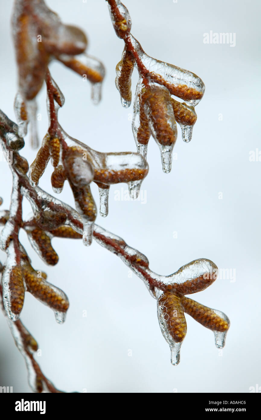 Birke Baum Kätzchen im eiskalten Regen in der Nähe von Alpine Oregon Stockfoto