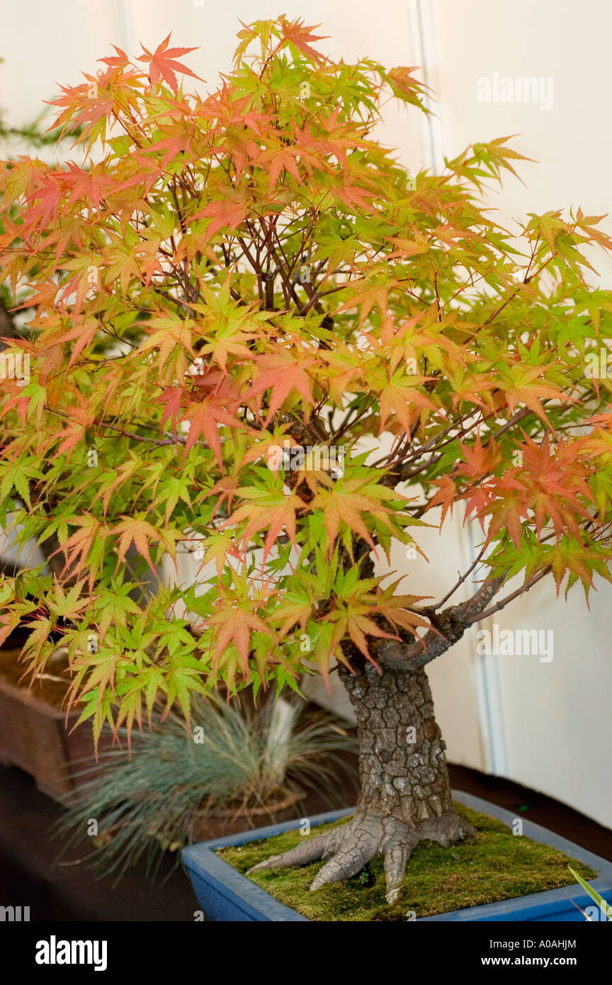 Banzai oder Bonsai Zwerg Palme von Acer Palmatum Stockfoto