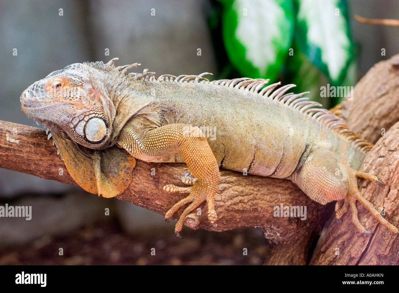 Grüner Iguana-Leguana, der auf einem Holzzweig in Südamerika ruht. Nahaufnahme einer grossen Eidechse mit ausgeprägter Skala und Rückenwirbelsäule. Stockfoto