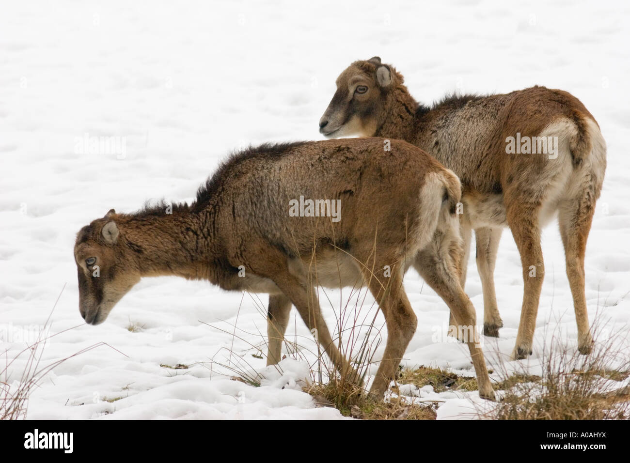 Zwei weibliche europäischen Mufflons (Ovis Ammon Musimon) stehen im Schnee Stockfoto