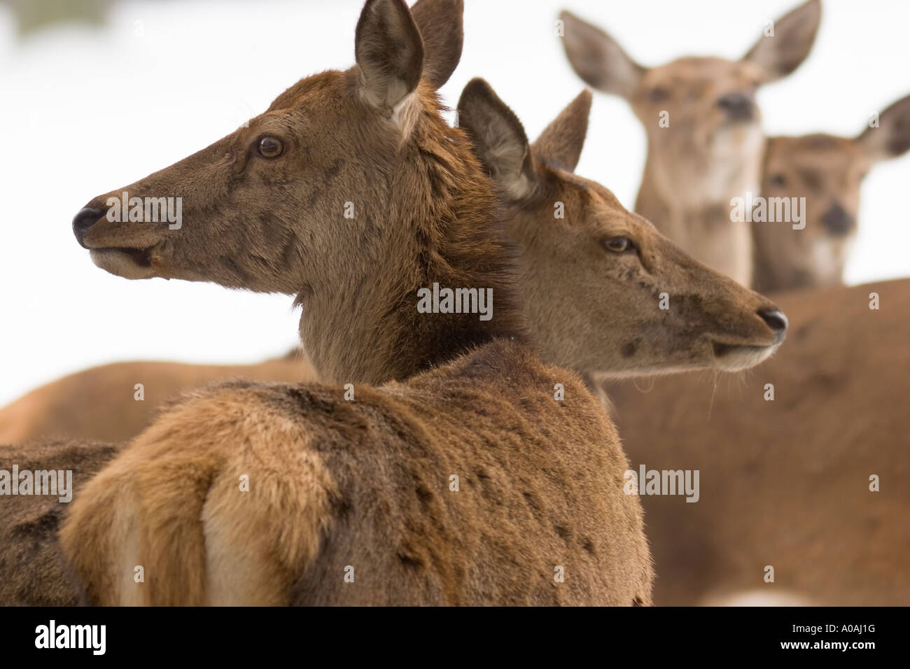 Vier Hinds (Cervus Elaphus) stehen im Schnee Stockfoto