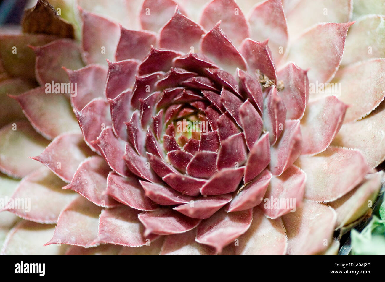 Nahaufnahme eines Violet Stonecrop Sedum Sukkulenten mit seinem komplizierten Rosettenmuster und leuchtend rötlich-violetten fleischigen Blättern. Stockfoto