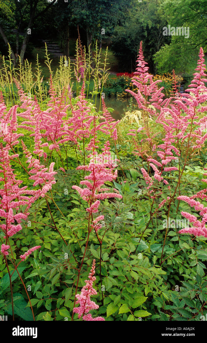 ASTILBE X ARENDSII "CATTLEYA" (FALSCHE GOATSBEARD) Stockfoto