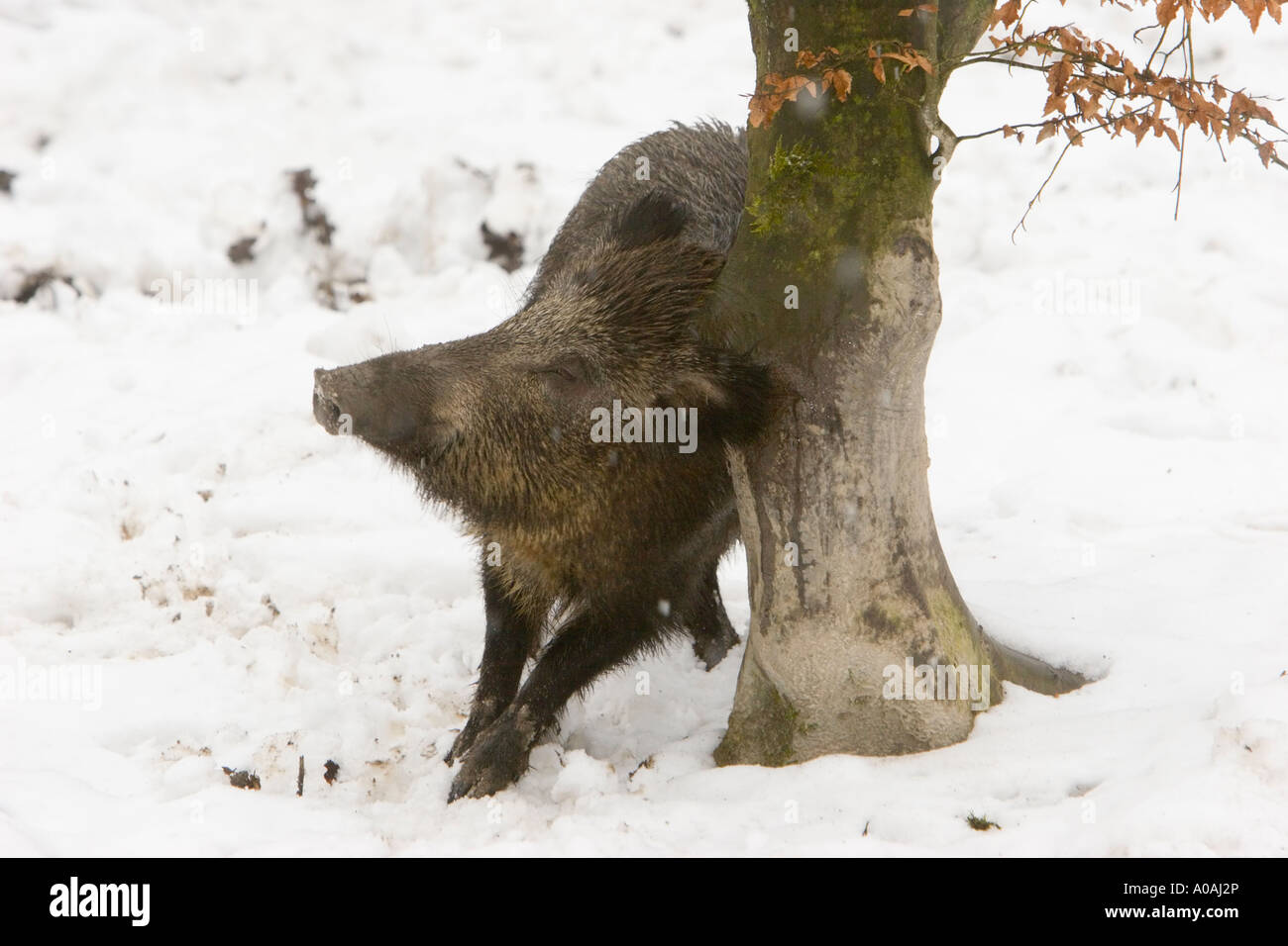 Ein Wildschwein (Sus Scrofa) kratzen an einem Baum Stockfoto