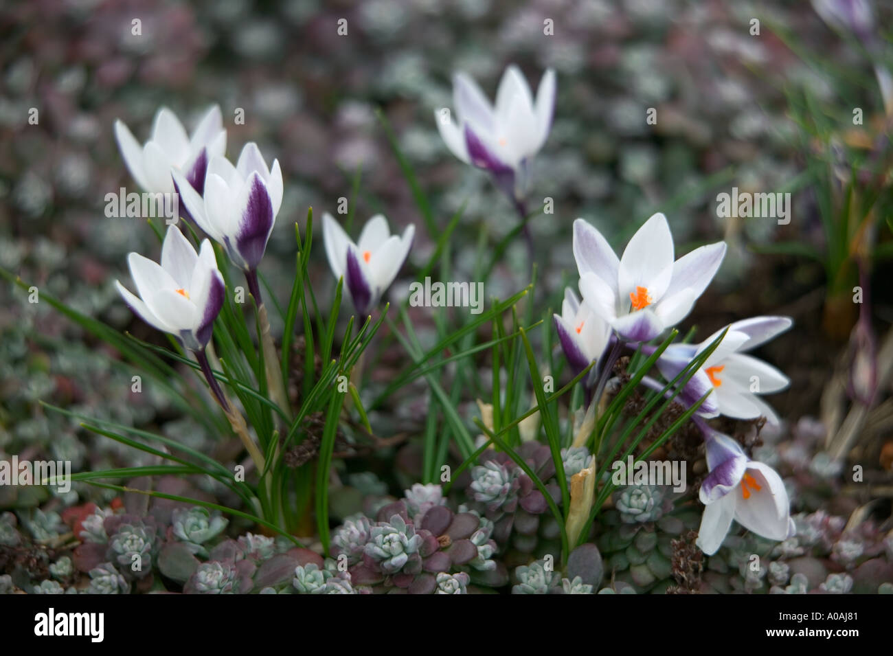 Weiße Krokus Crocus Chrysanthus Laddy Killer mit Bodendecker-Fetthenne Sedum-sathufilolium Stockfoto