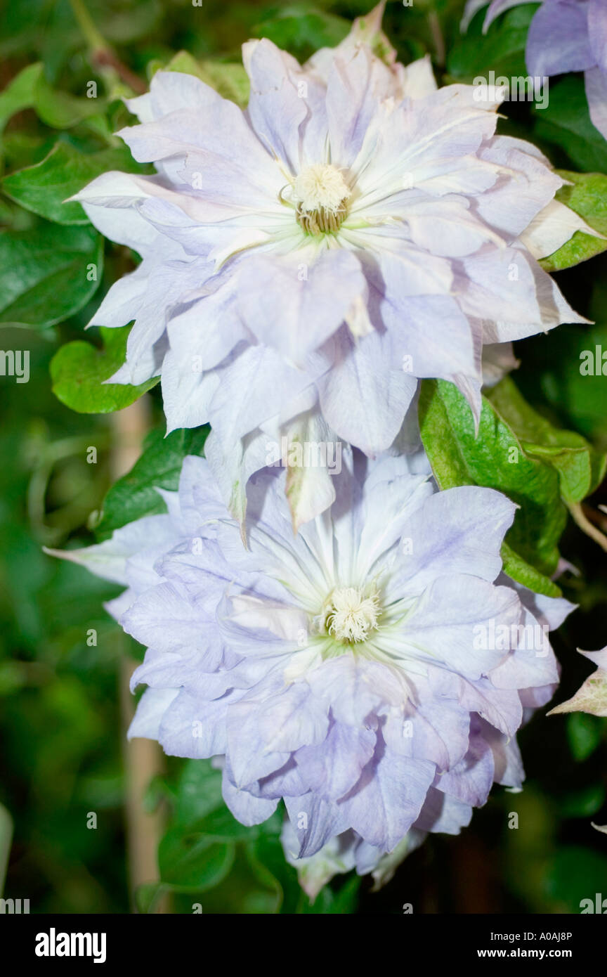 Große blaue violetten Blüten des japanischen Clematis Var Fujimusume Stockfoto