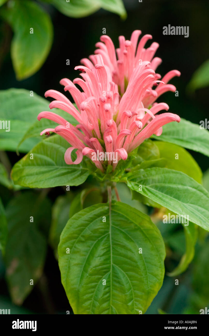 Rosa brasilianische Plume Blume Acanthaceae Jacobinia oder Justicia Carnea Brasil Stockfoto