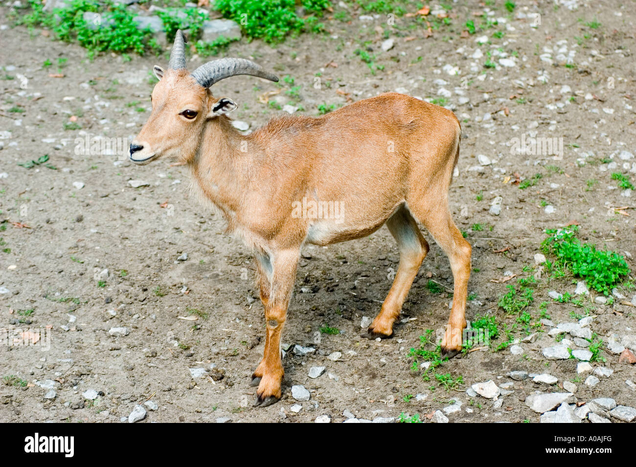 Arui oder Aoudad Ammotragus Lervia Nordafrika Stockfoto