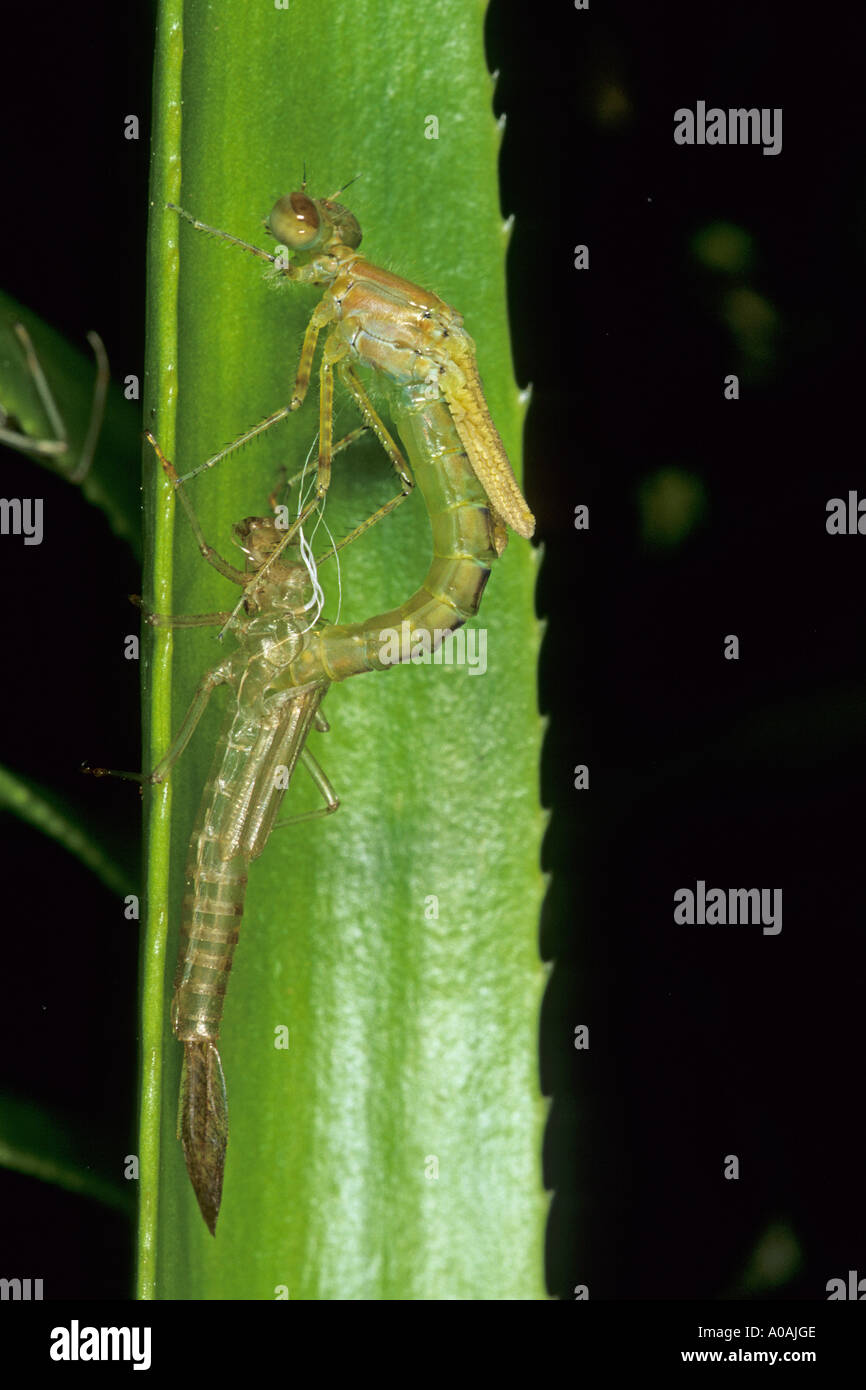 Damselfly Arten Larven ruht auf Wasser Soldat mit Erwachsenen Schwellen- Stockfoto