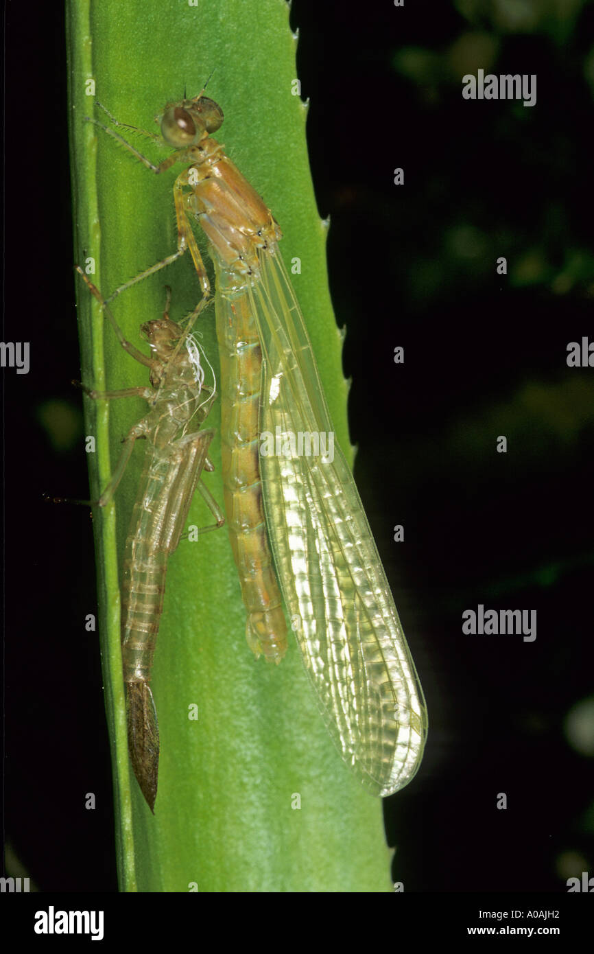 Damselfly Arten Larven ruht auf Wasser Soldat mit Erwachsenen Schwellen- Stockfoto