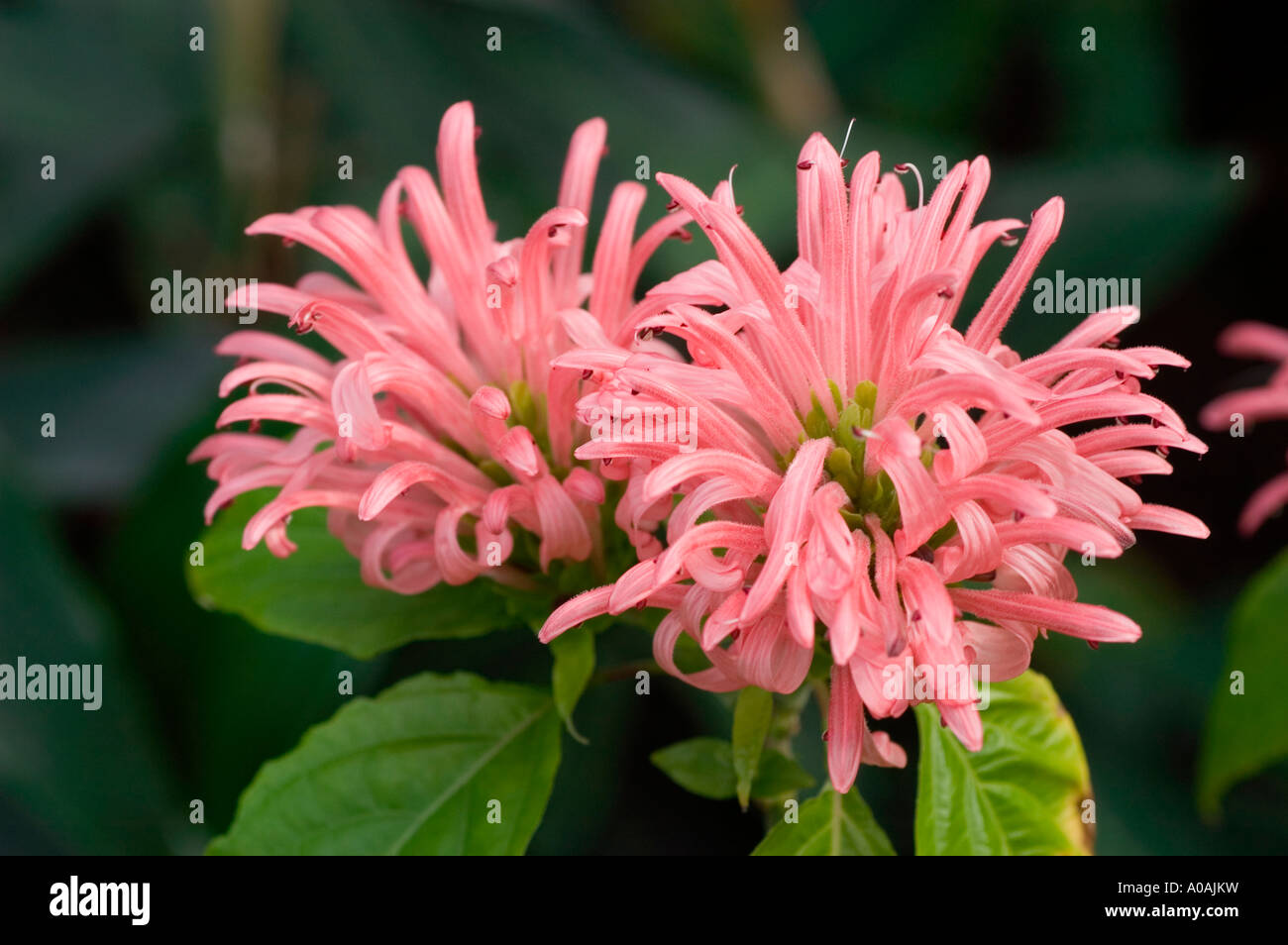 Rosa brasilianische Plume Blume Acanthaceae Jacobinia oder Justicia Carnea Brasil Stockfoto