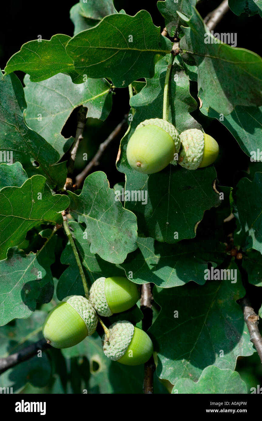 Viele der Eichel Mutter Englisch Pedunculate Eiche Quercus robur Stockfoto