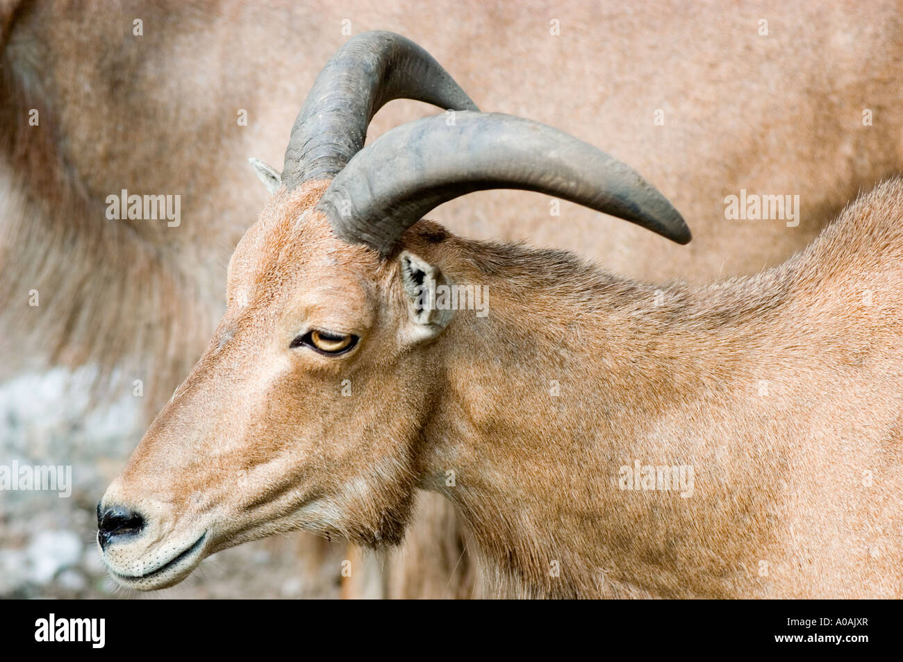 Arui oder Aoudad Ammotragus Lervia Nordafrika Stockfoto