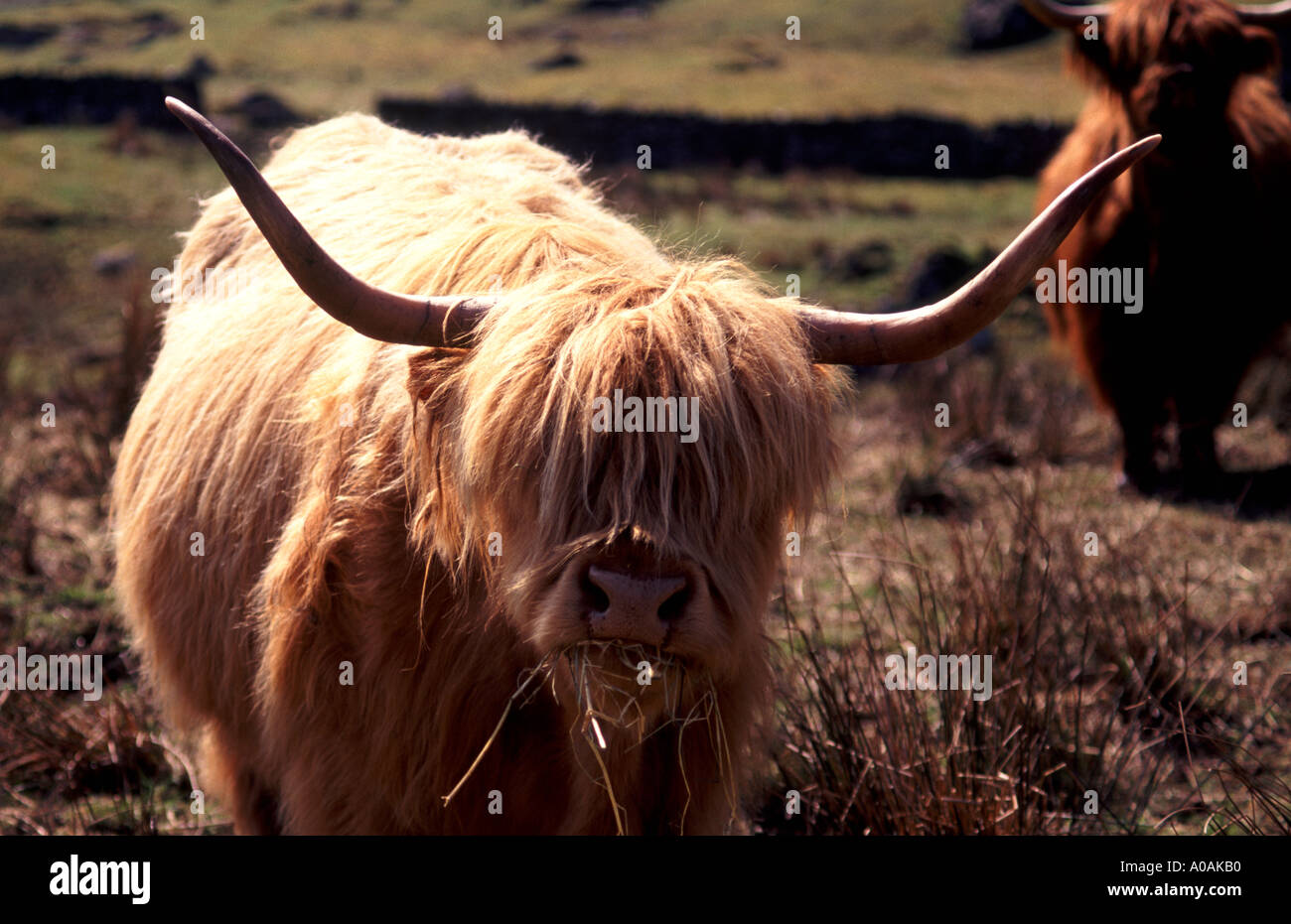 Helle hochlandkuh Fotos und Bildmaterial in hoher Auflösung Alamy