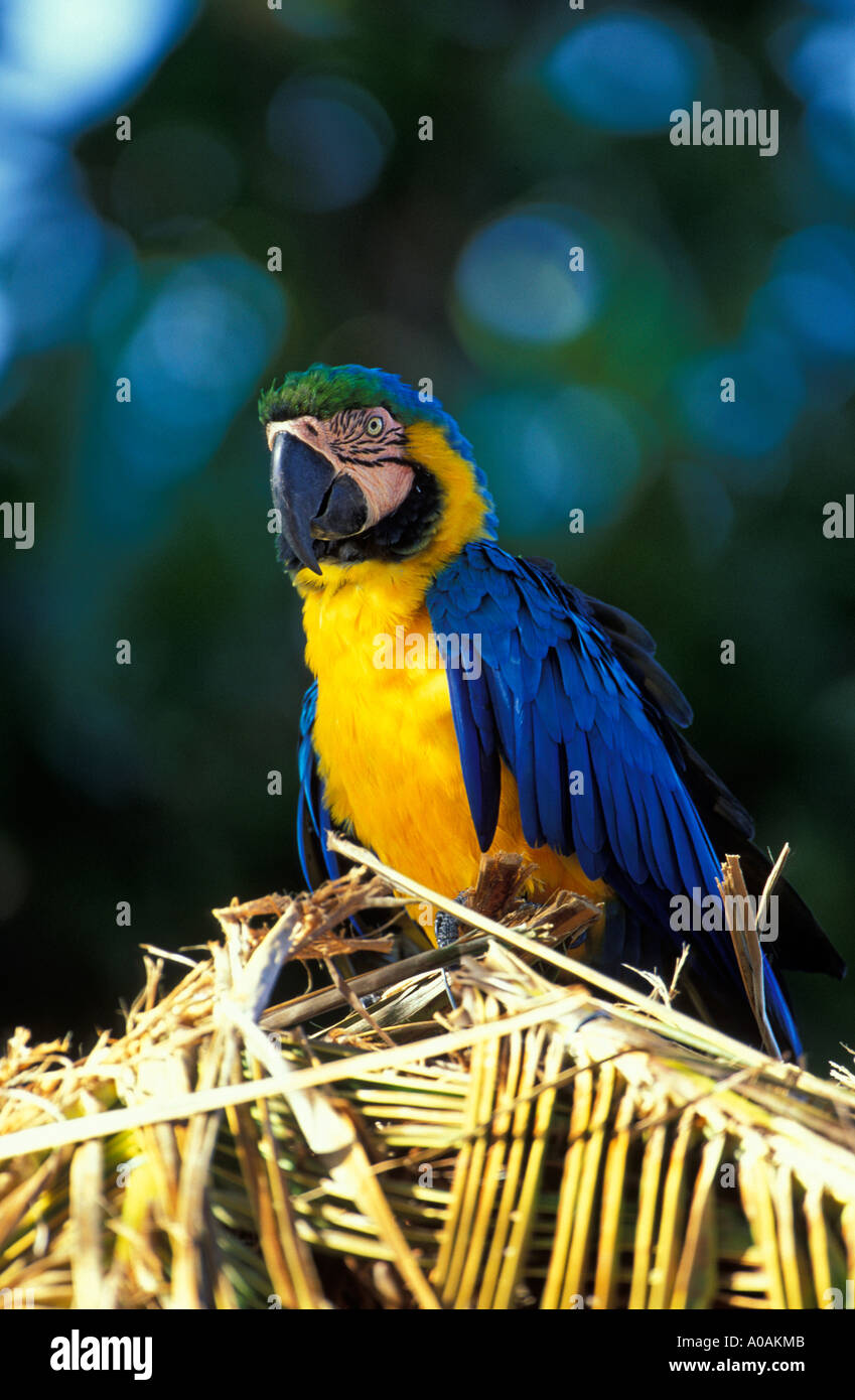 Karibik TOBAGO bunte Papagei Macow ruht auf Strohdach am Pigeon Point Dive Shop Tobago Stockfoto