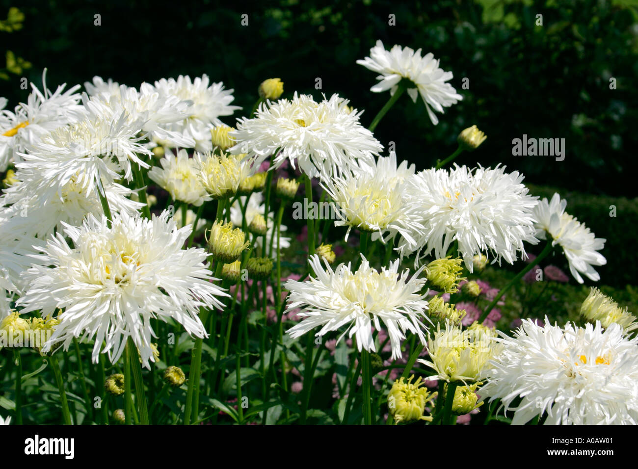 Weiße Blumen Garten Pflanzen Leucanthemum x superbum Shaggy gemeinsamen Namen Shasta daisy Stockfoto