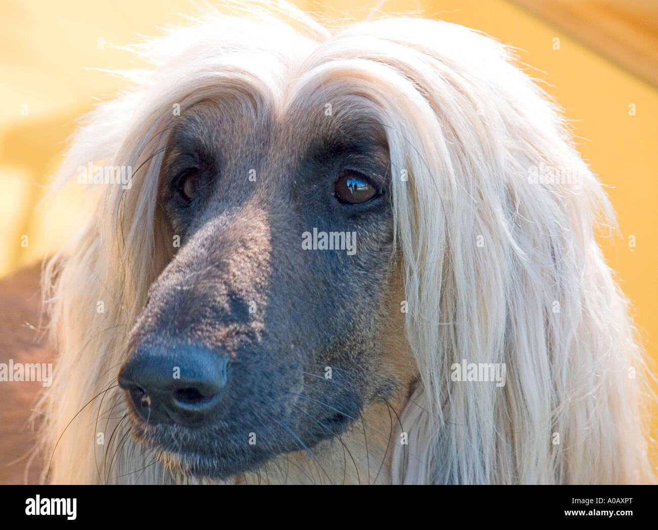 Afghanische Hund Stockfoto
